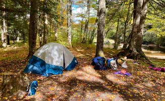 Amorina P.'s photo at Gandy Creek Dispersed Camping in West Virginia
