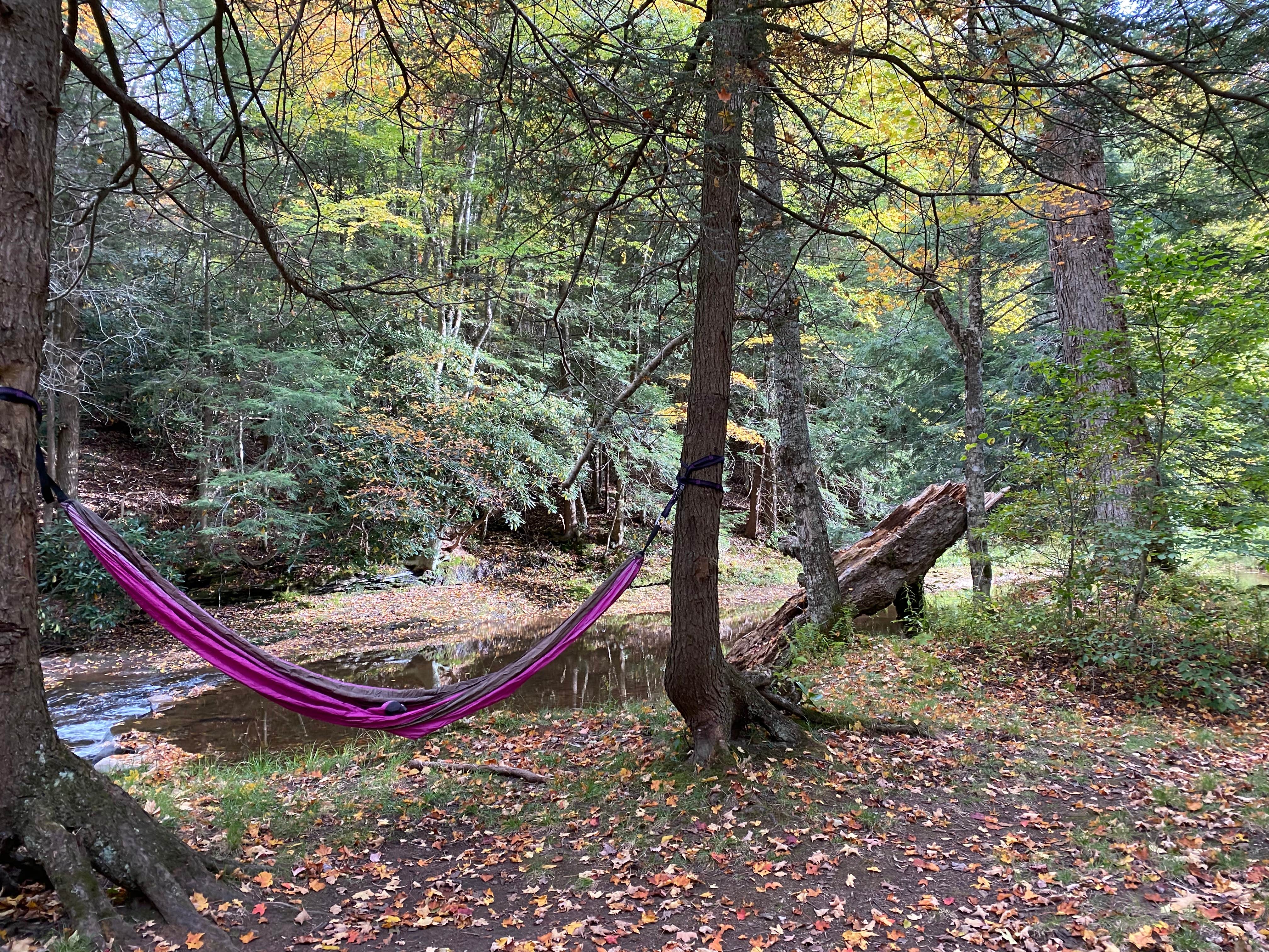 Camper submitted image from Gandy Creek Dispersed Camping - 5