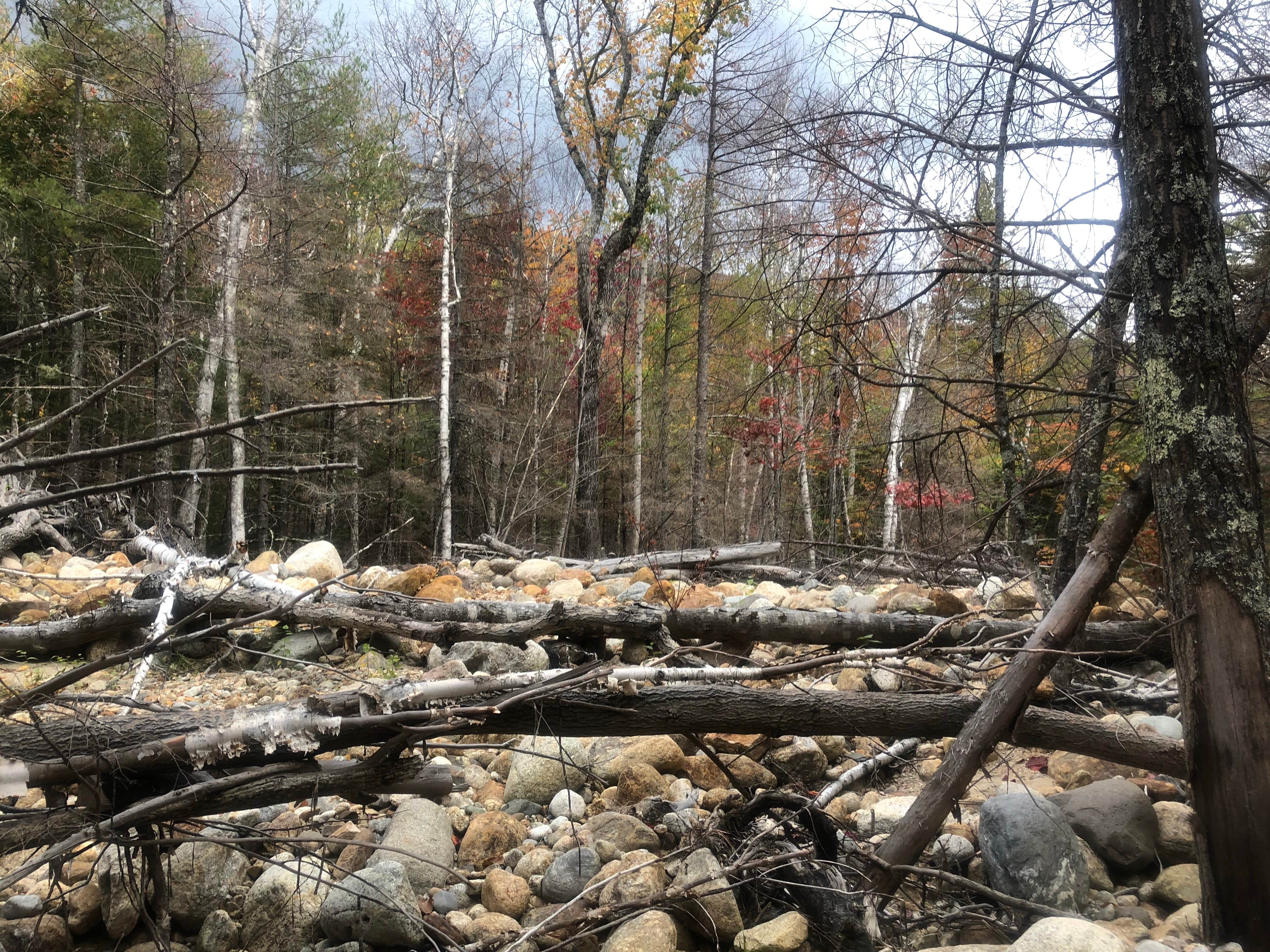 Camper submitted image from Dry River — Crawford Notch State Park - 1