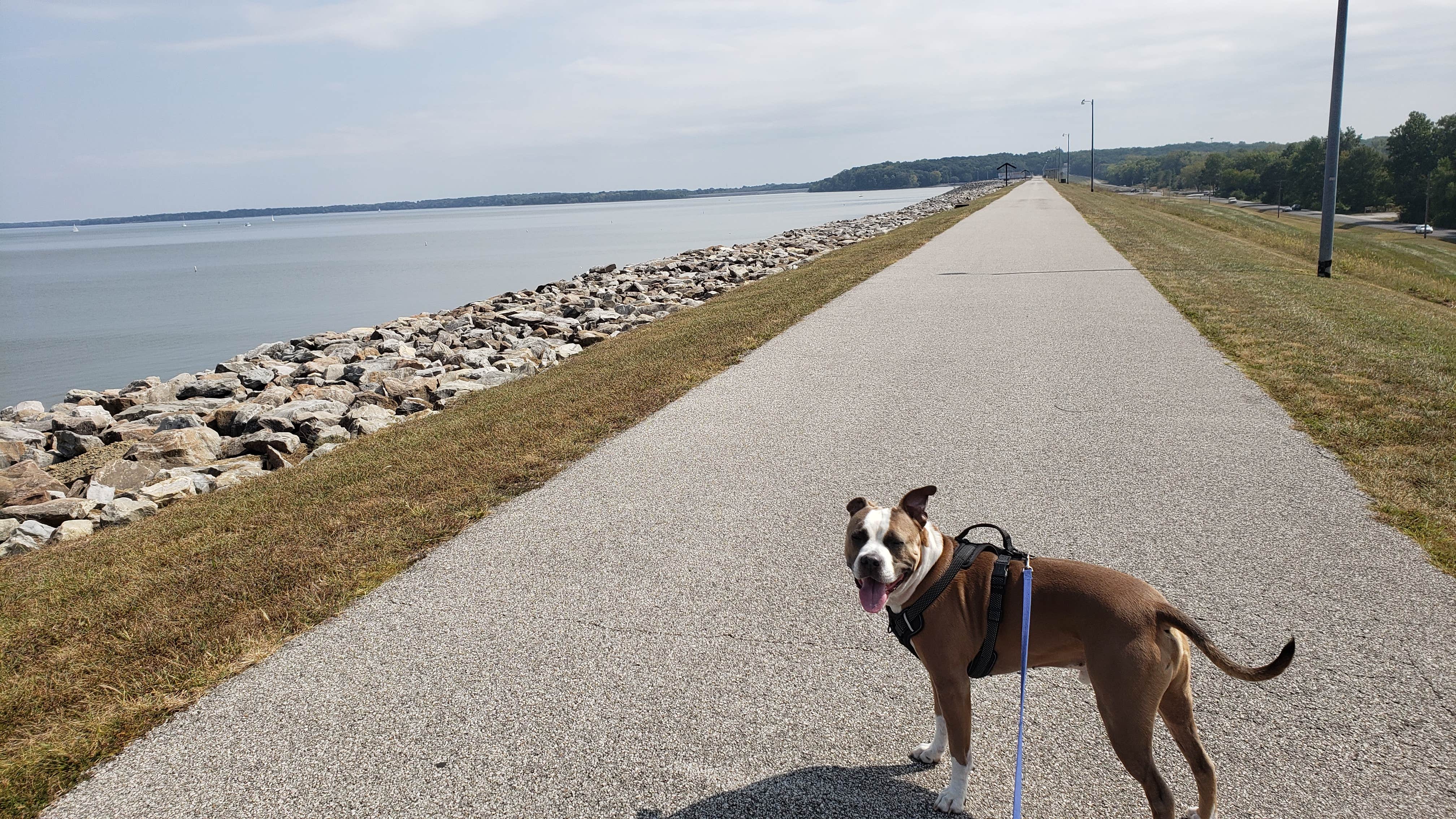 AC's photo of camping with pets at Carlyle Lake Campgrounds near Ramsey, IL