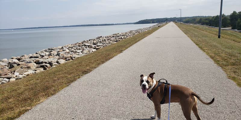 Camper submitted image from Carlyle Lake Campgrounds