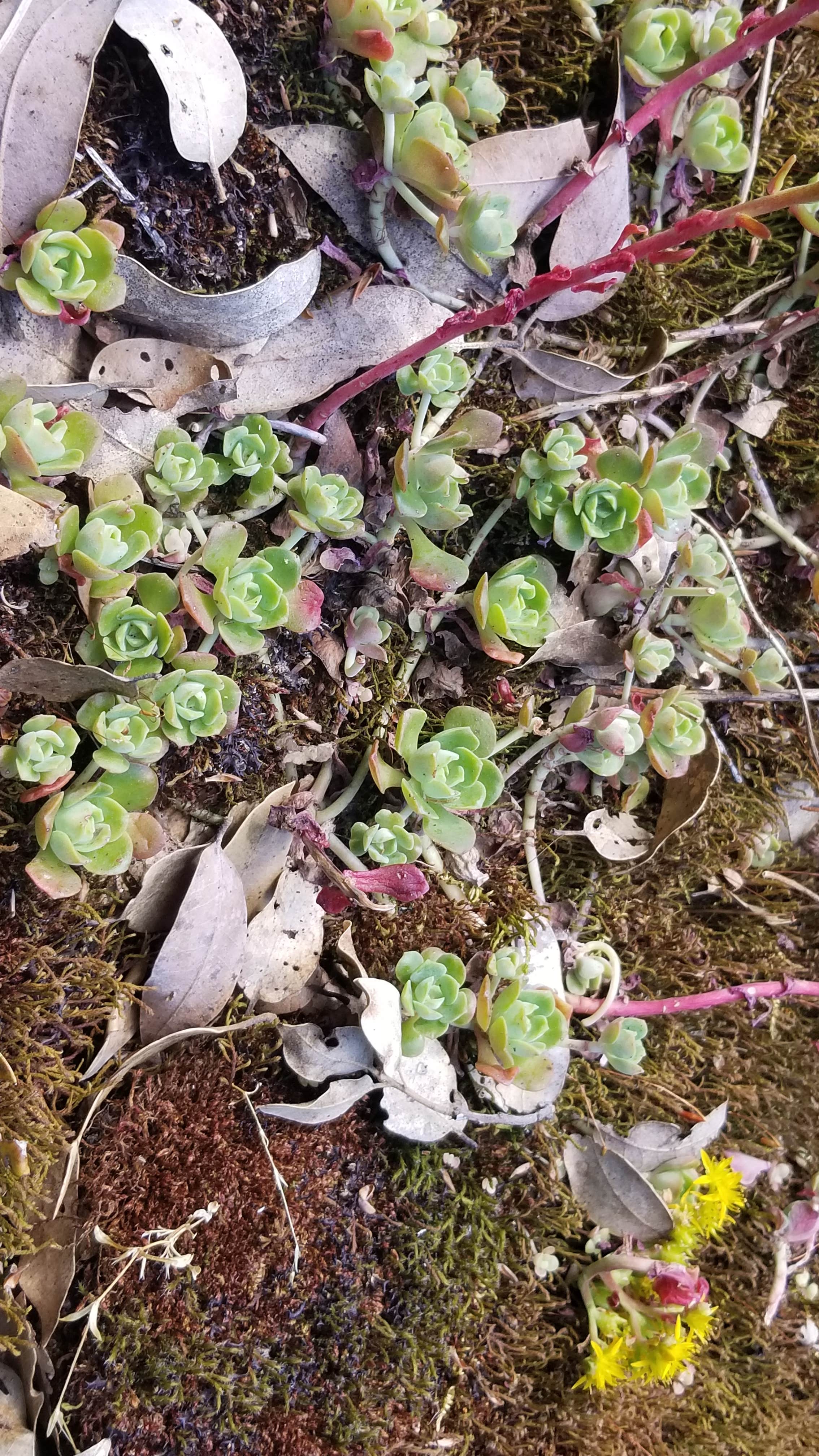 Camper-submitted photo at Sand Bar Flat Campground near Cedar Ridge, CA
