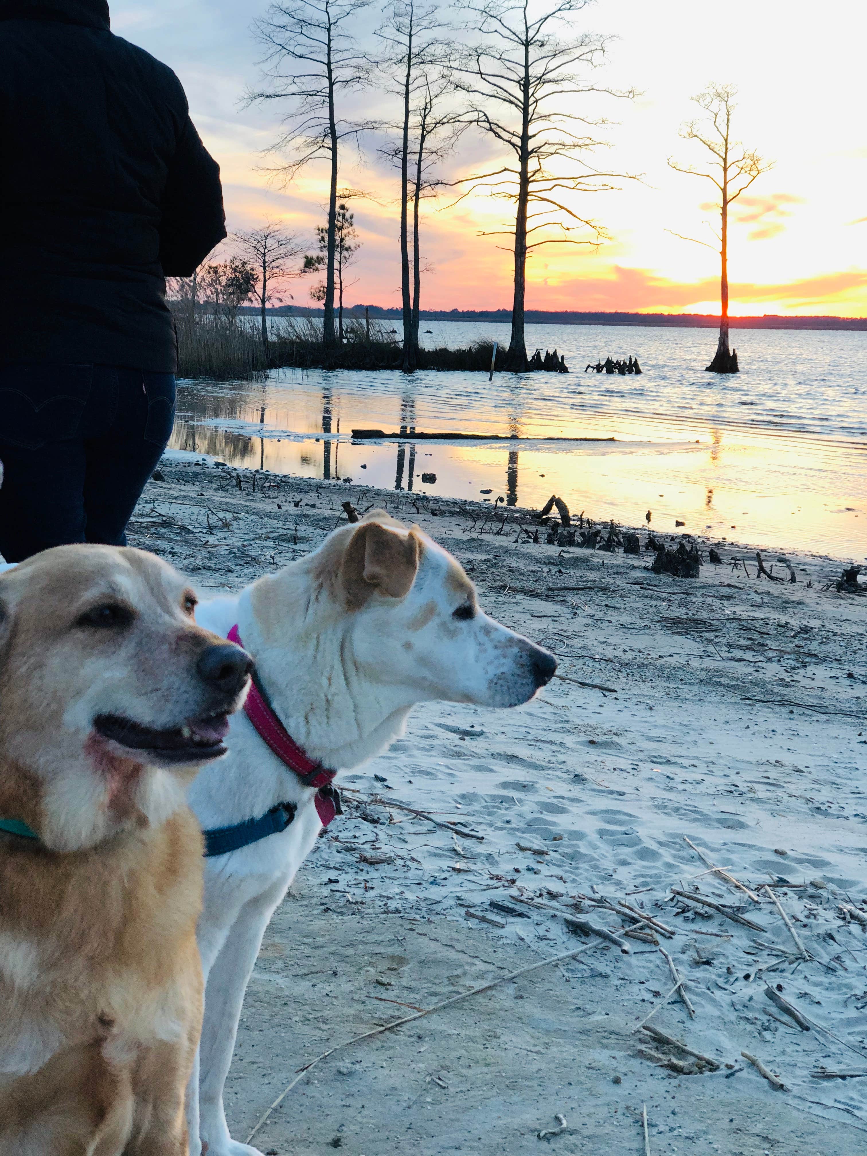 Our Greight Escape ..'s photo of camping with pets at North Landing Beach Campground near Moyock, NC