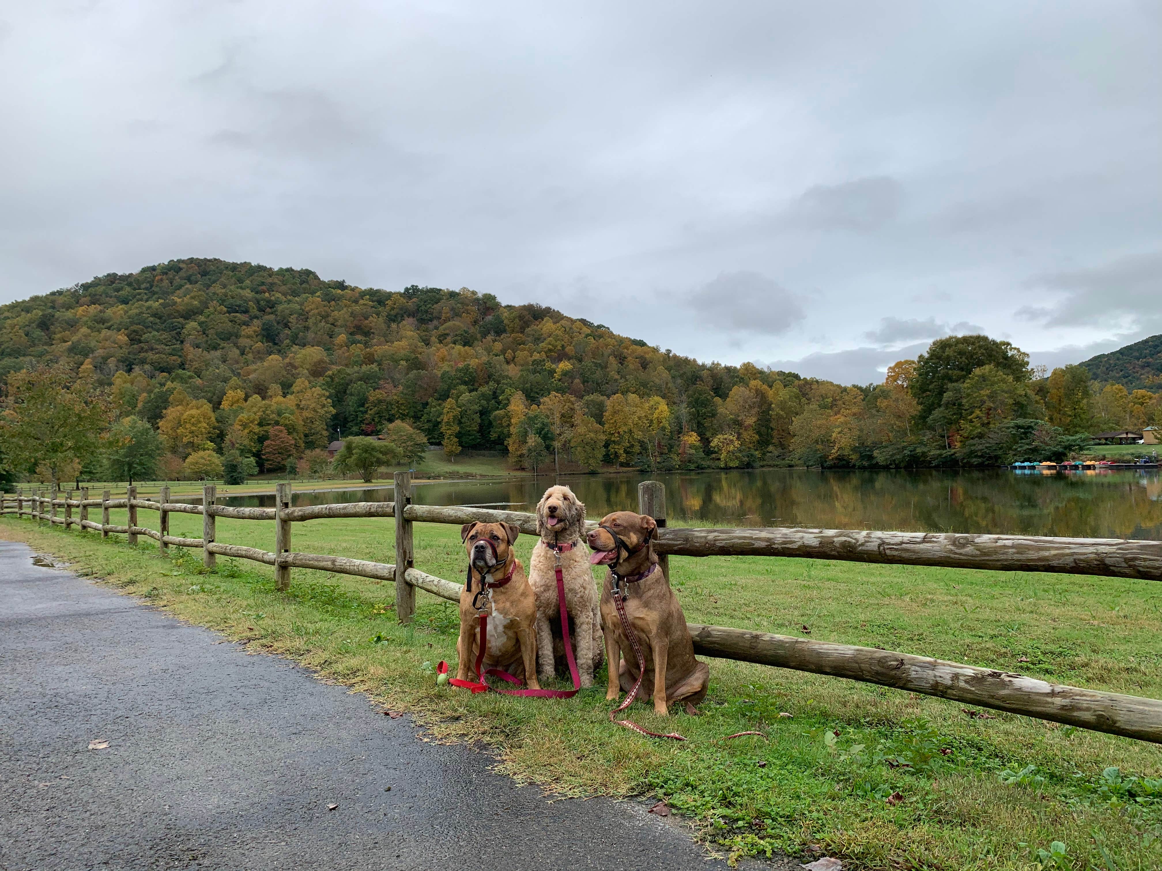 Shy-Anne W.'s photo of camping with pets at Indian Mountain State Park Campground — Indian Mountain State Park near Huntsville, TN