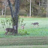 Review photo of Stone Mountain State Park Campground by Jenna K., October 14, 2020