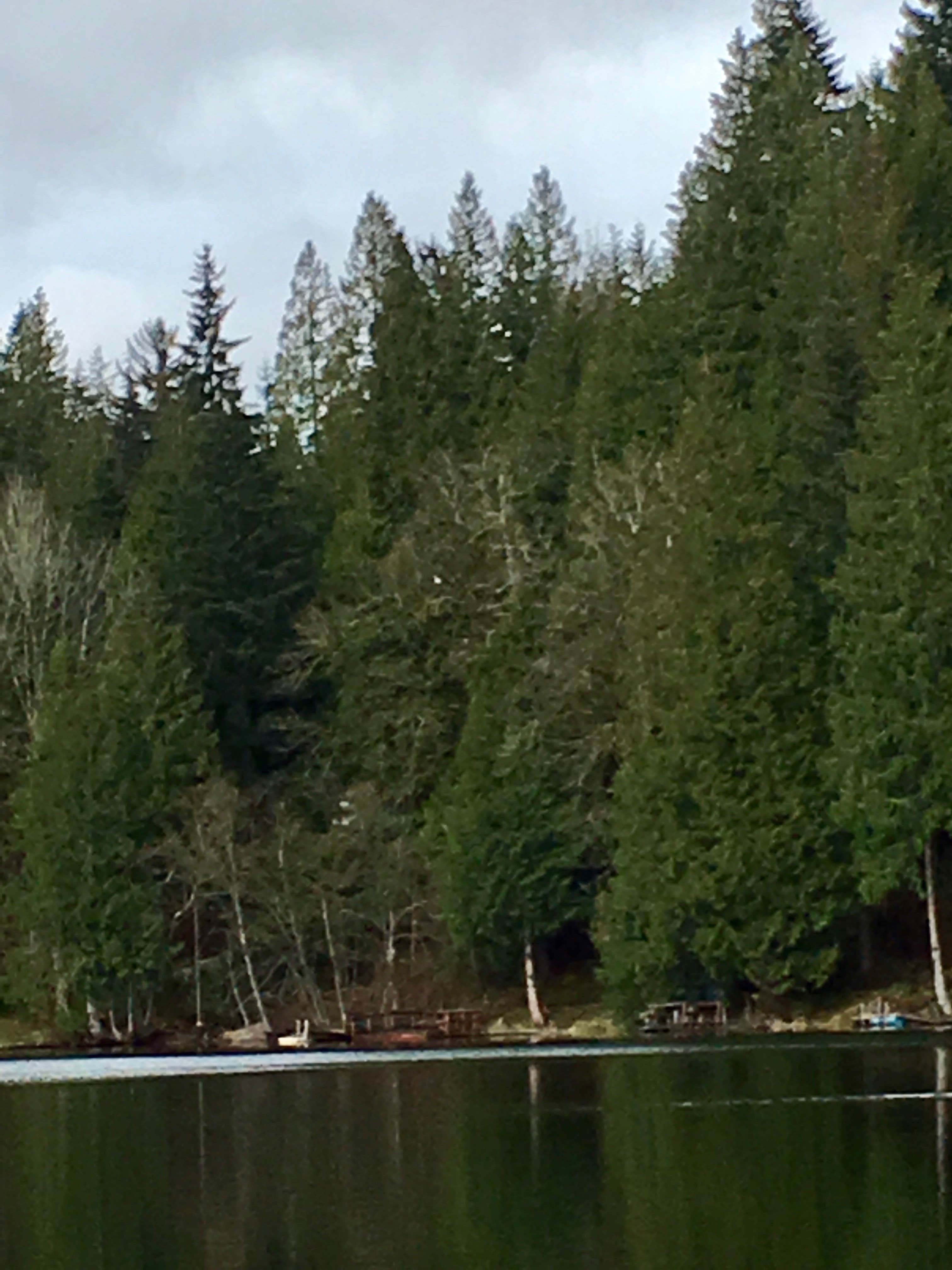 Camper submitted image from Gifford Pinchot National Forest-Canyon Creek Dispersed Camping - 3