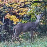 Review photo of Twin Falls Resort State Park Campground by Tom H., October 15, 2020