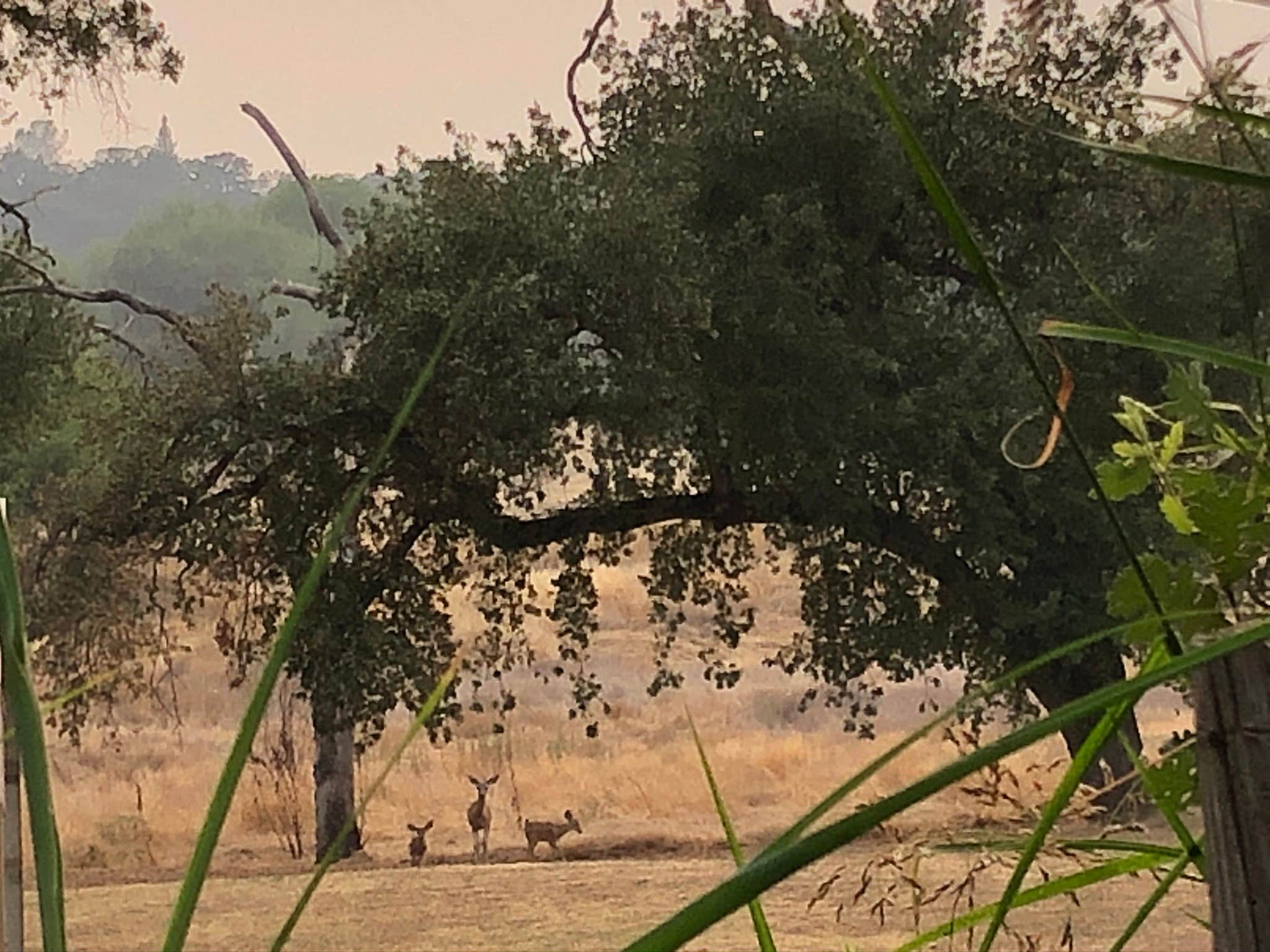 Camping near Manzanita Lake Campground — Lassen Volcanic National Park: North Battle Creek Campground, Lassen Volcanic National Park, California
