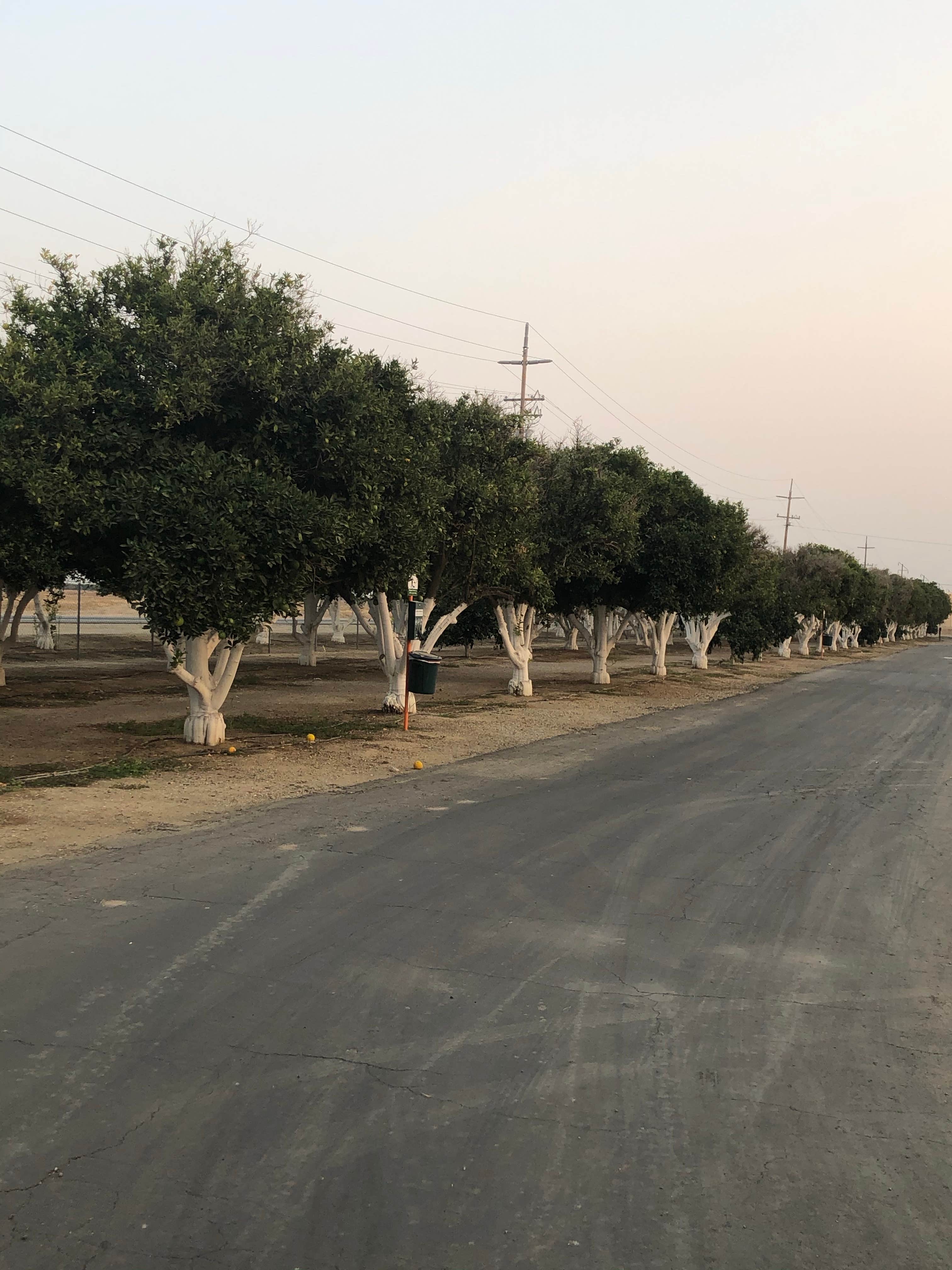 Camper-submitted photo at Orange Grove RV Park near Bear Valley Springs, CA