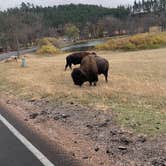 Review photo of Game Lodge Campground — Custer State Park by Caleb C., October 15, 2020