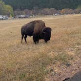 Review photo of Game Lodge Campground — Custer State Park by Caleb C., October 15, 2020