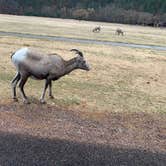 Review photo of Game Lodge Campground — Custer State Park by Caleb C., October 15, 2020