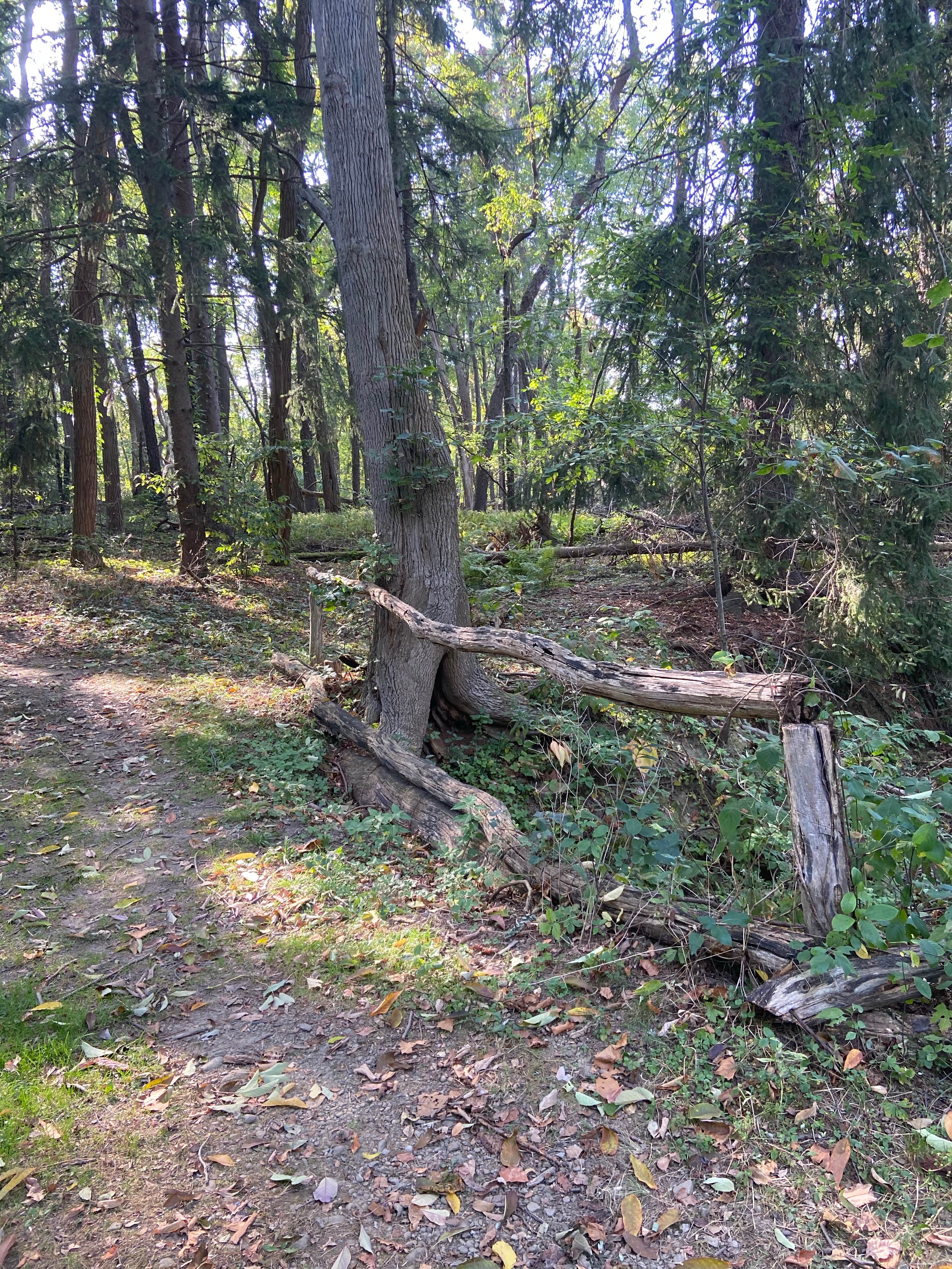 Camper-submitted photo at Lake Erie State Park Campground near Cassadaga, NY
