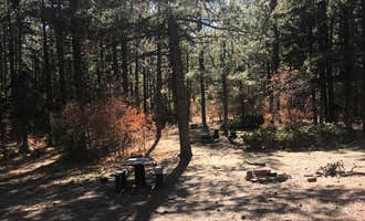 Camping near Oak Point Campground: Coyote Canyon Camping Area, Youngsville, New Mexico
