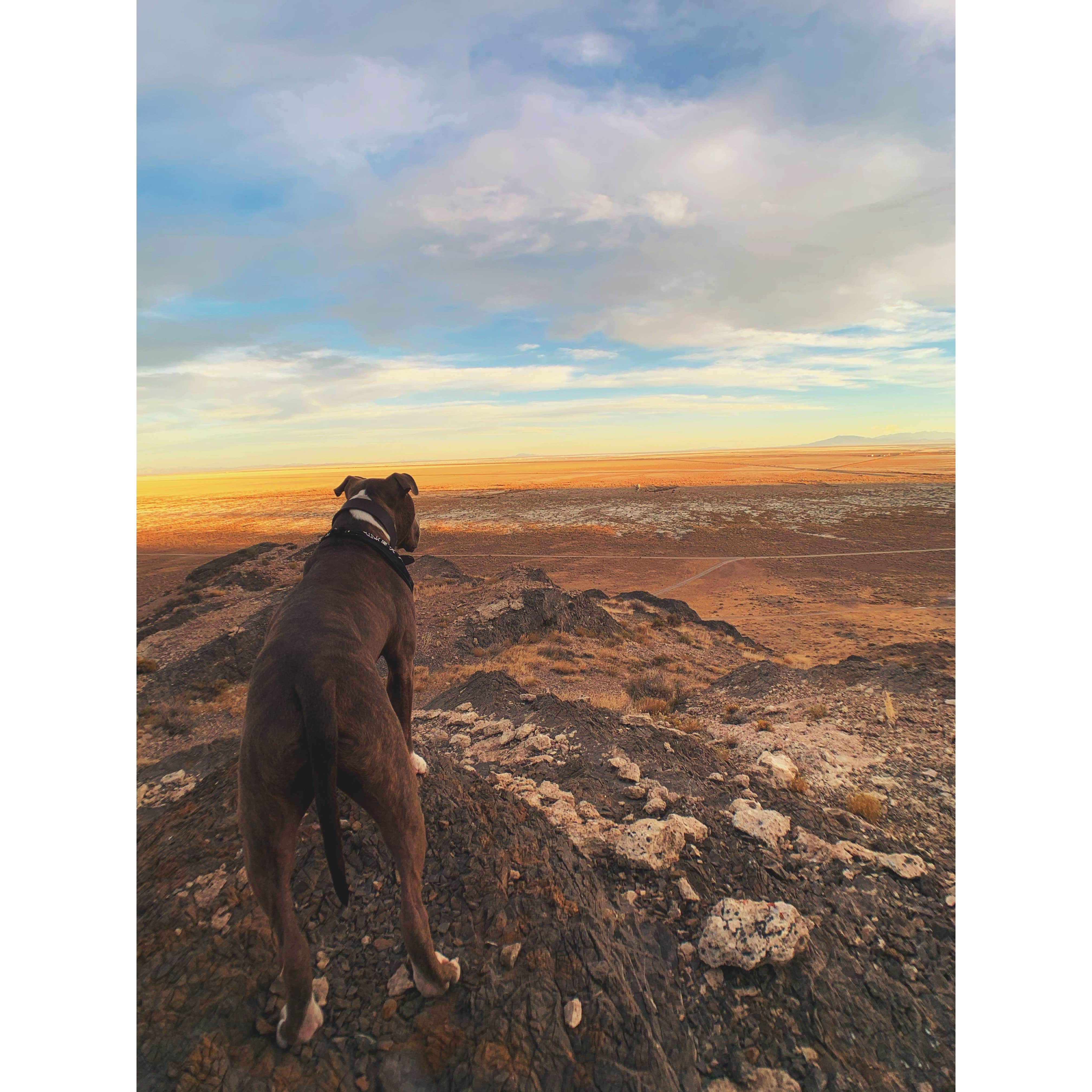 Alexandra T.'s photo of camping with pets at Volcano Peak Campground (Dispersed) near West Wendover, NV