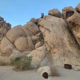 Review photo of Indian Cove Campground — Joshua Tree National Park by Alexandra T., October 16, 2020