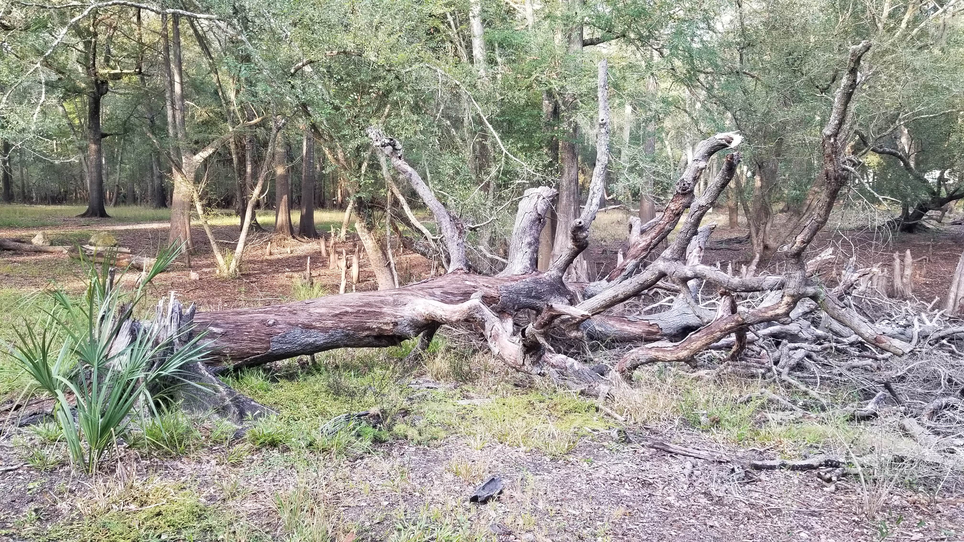 Camper-submitted photo at Otter Springs Resort Park and Campground near Chiefland, FL