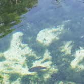 Review photo of Otter Springs Resort Park and Campground by L O., October 14, 2020