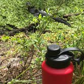 Review photo of Army Camp — New River Gorge National Park and Preserve by Dave V., May 21, 2018