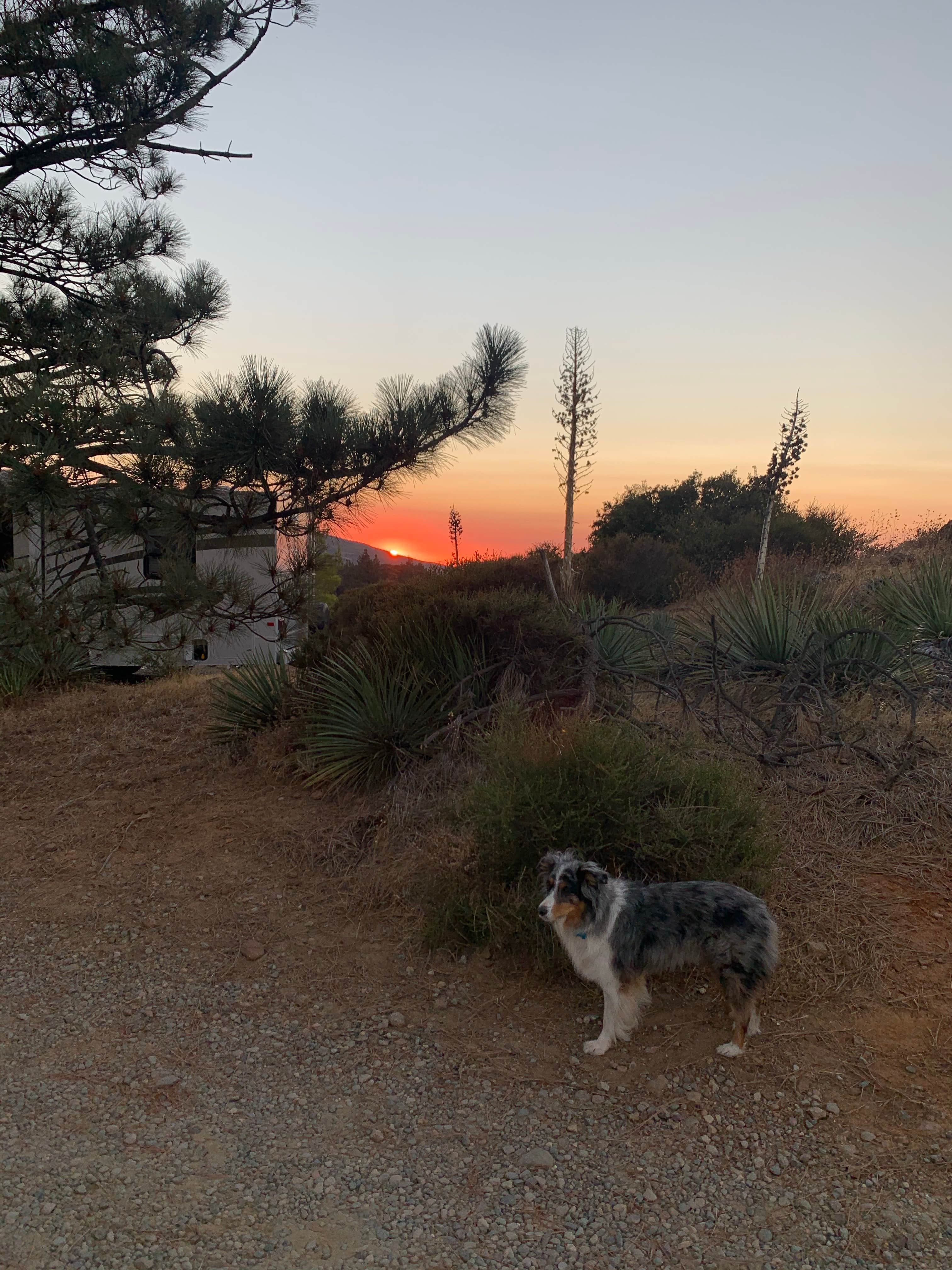Melissa's photo of camping with pets at KQ Ranch Resort near Ocotillo Wells, CA