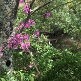 Review photo of Riffle Run Campground — Burnsville Lake Wildlife Management Area by Dave V., May 21, 2018