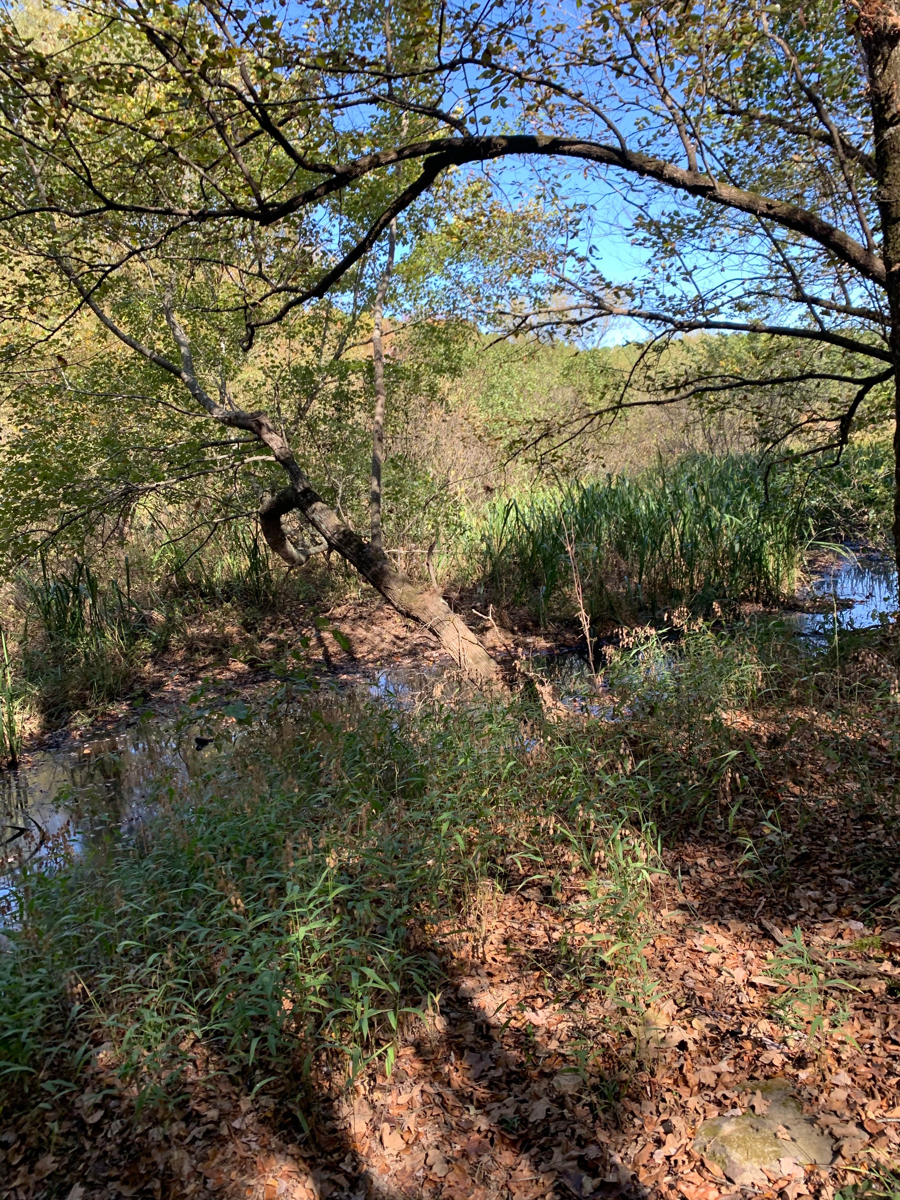 Camper submitted image from Cedar Lake Equestrian Campground - 1