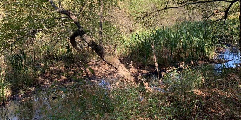Camper submitted image from Cedar Lake Equestrian Campground