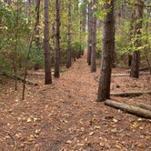 Review photo of Pine Campground — Sand Ridge State Forest by Amanda C., October 18, 2020