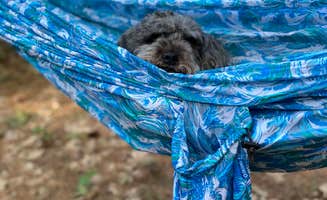 Molly G.'s photo of camping with pets at Wolfeboro Campground in New Hampshire