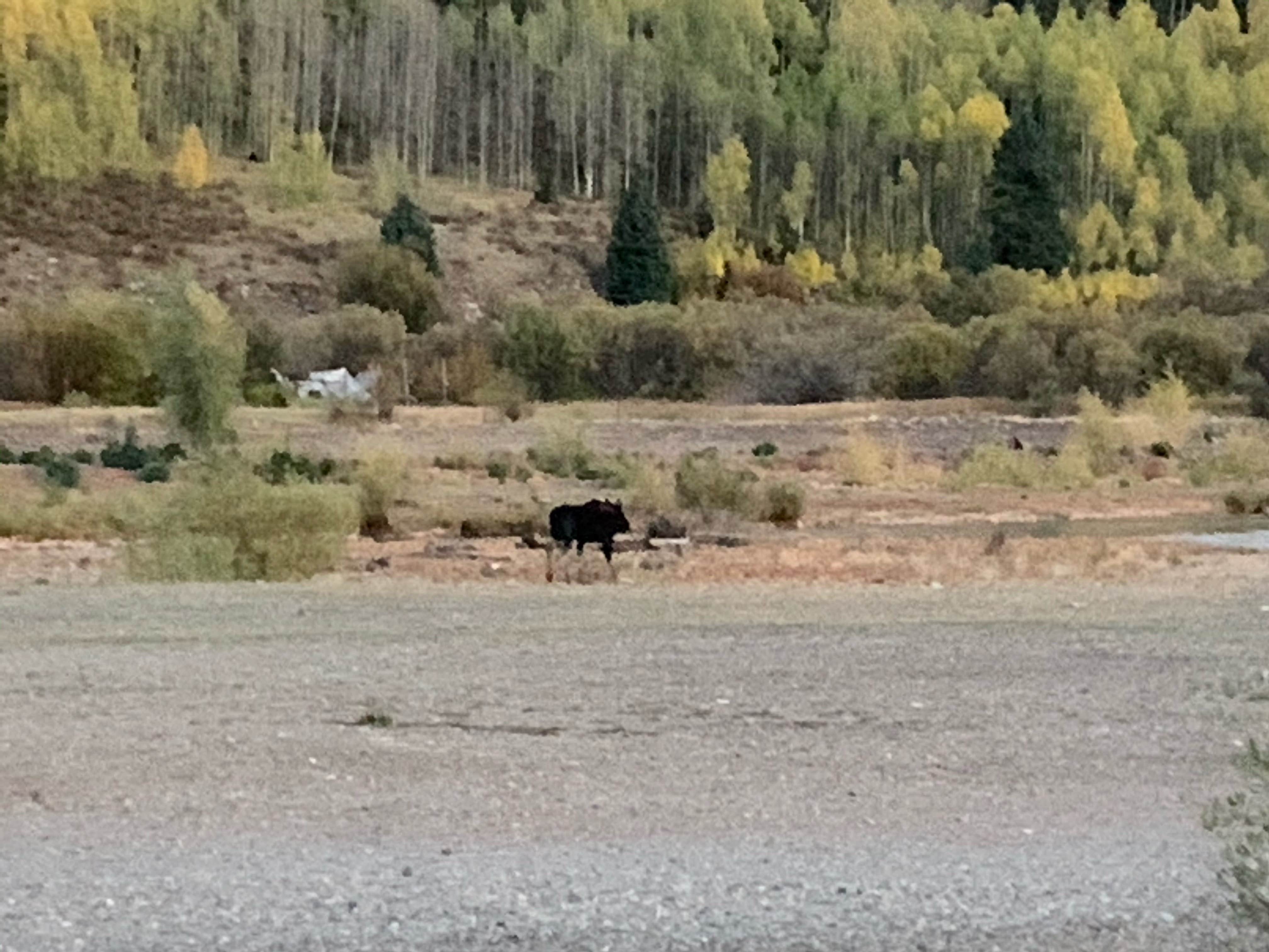 Camper-submitted photo at Red Mountain Motel & RV Park near Silverton, CO