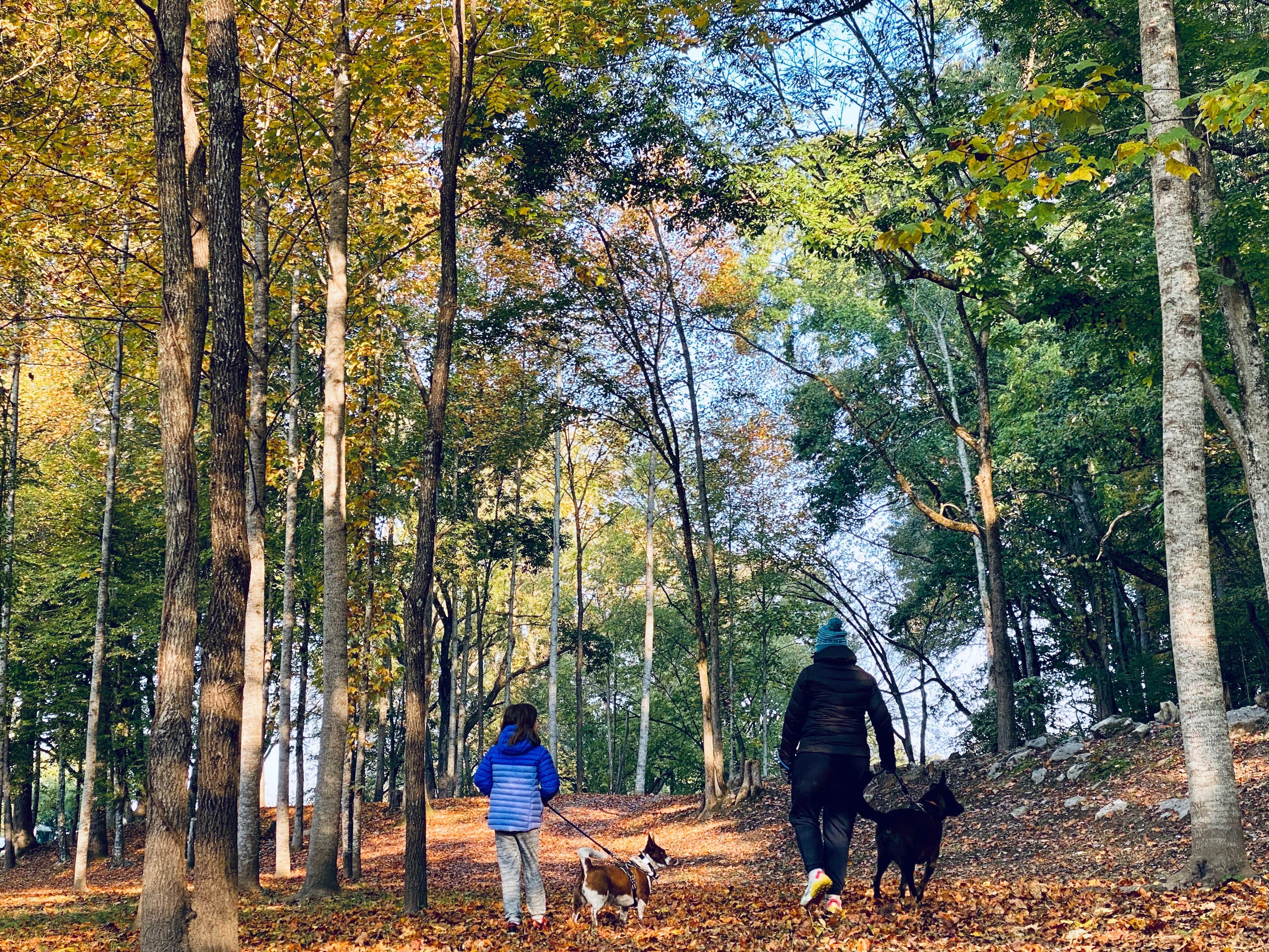 Chris H.'s photo of camping with pets at Primitive Camping on Little River near Maryville, TN