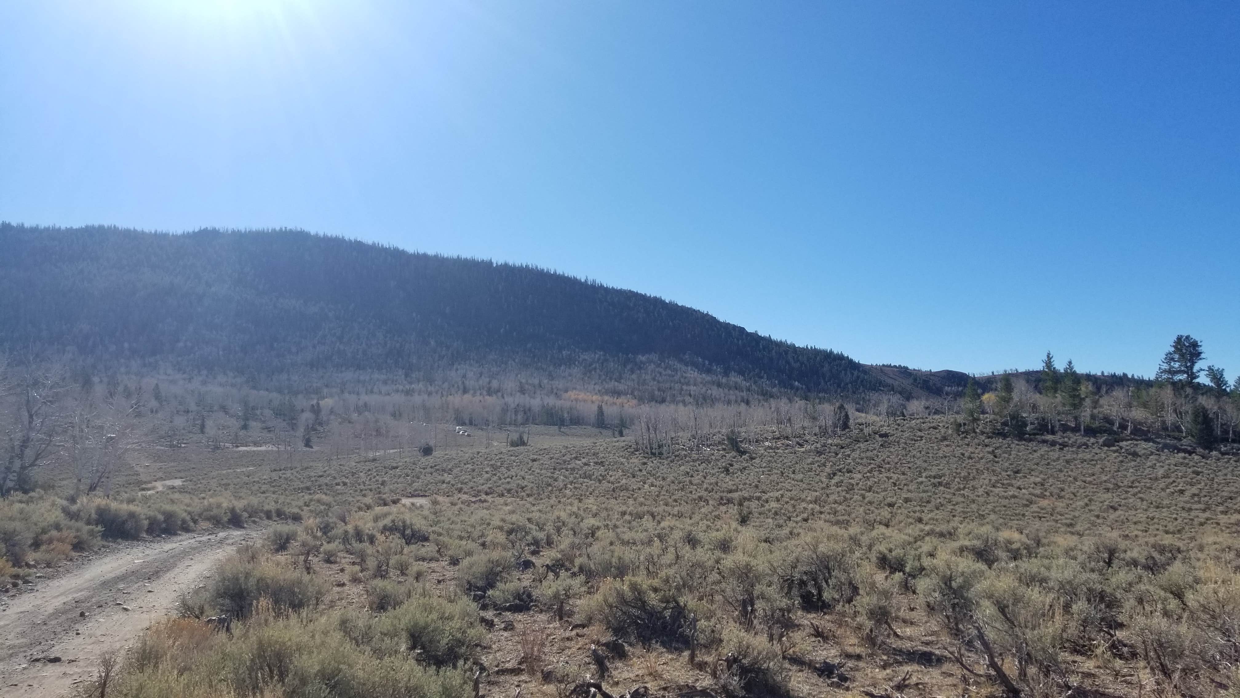 View All