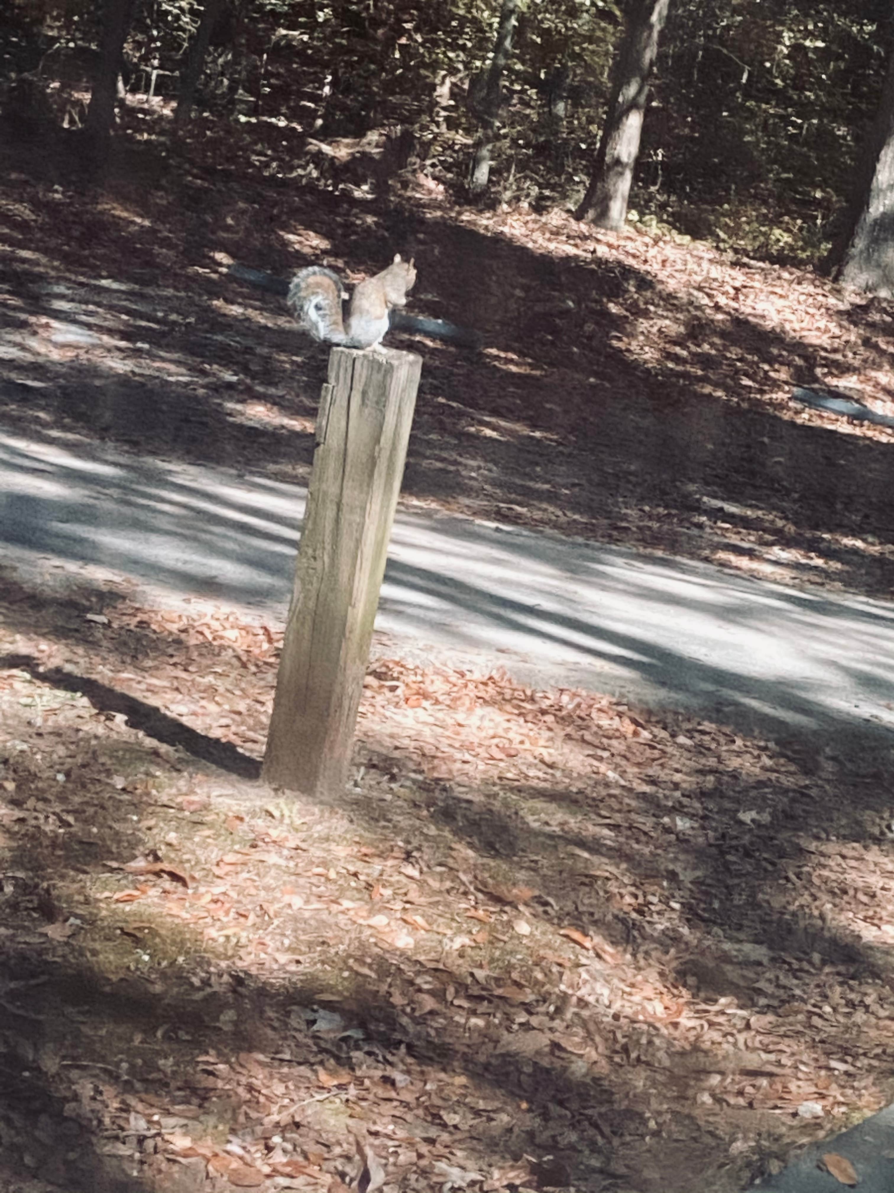 Elizabeth G.'s photo of camping with pets at Twin Lakes at Lake Hartwell near Lavonia, GA