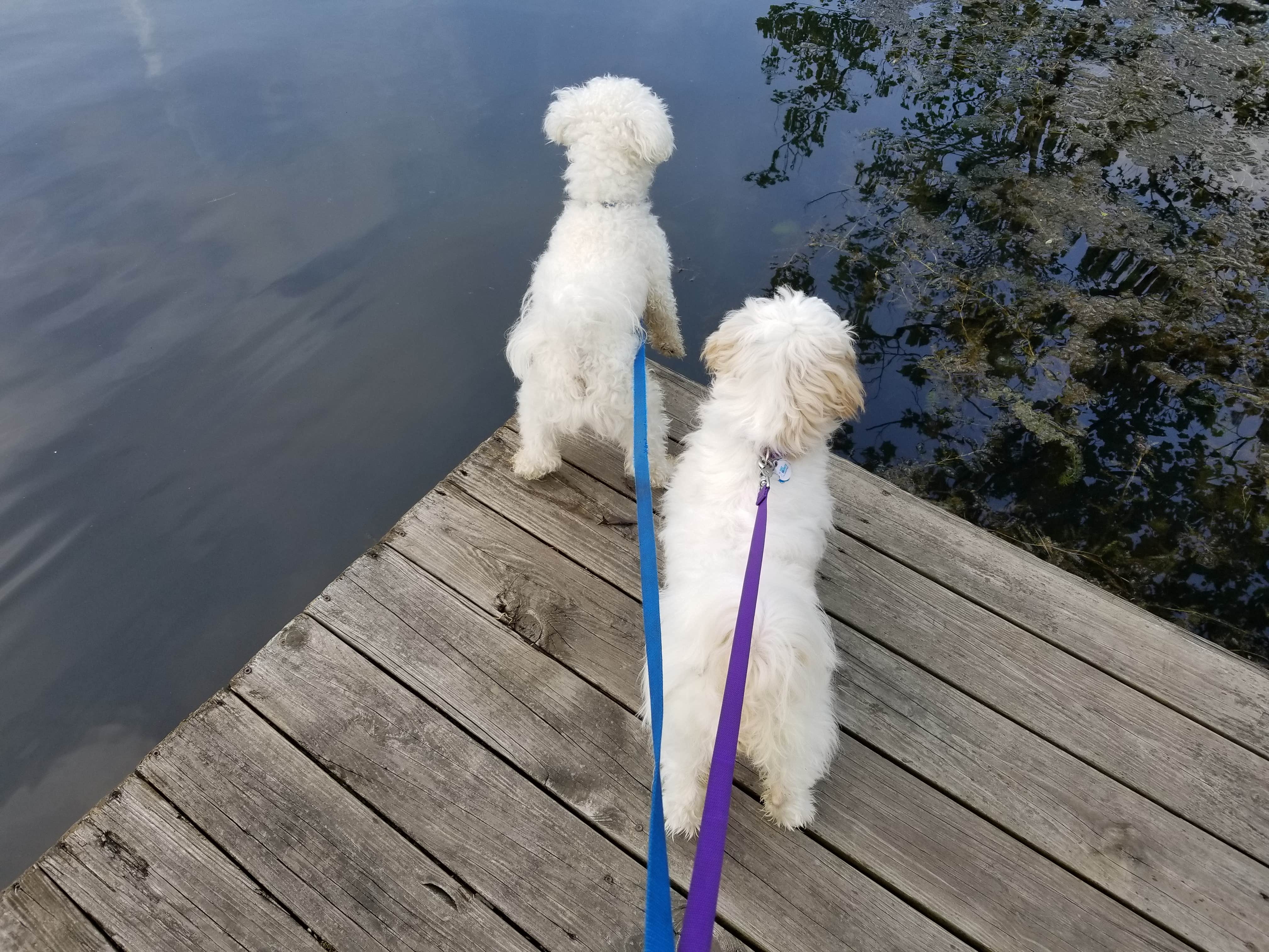 Doyle H.'s photo of camping with pets at Lynnville Park near Evansville, IN