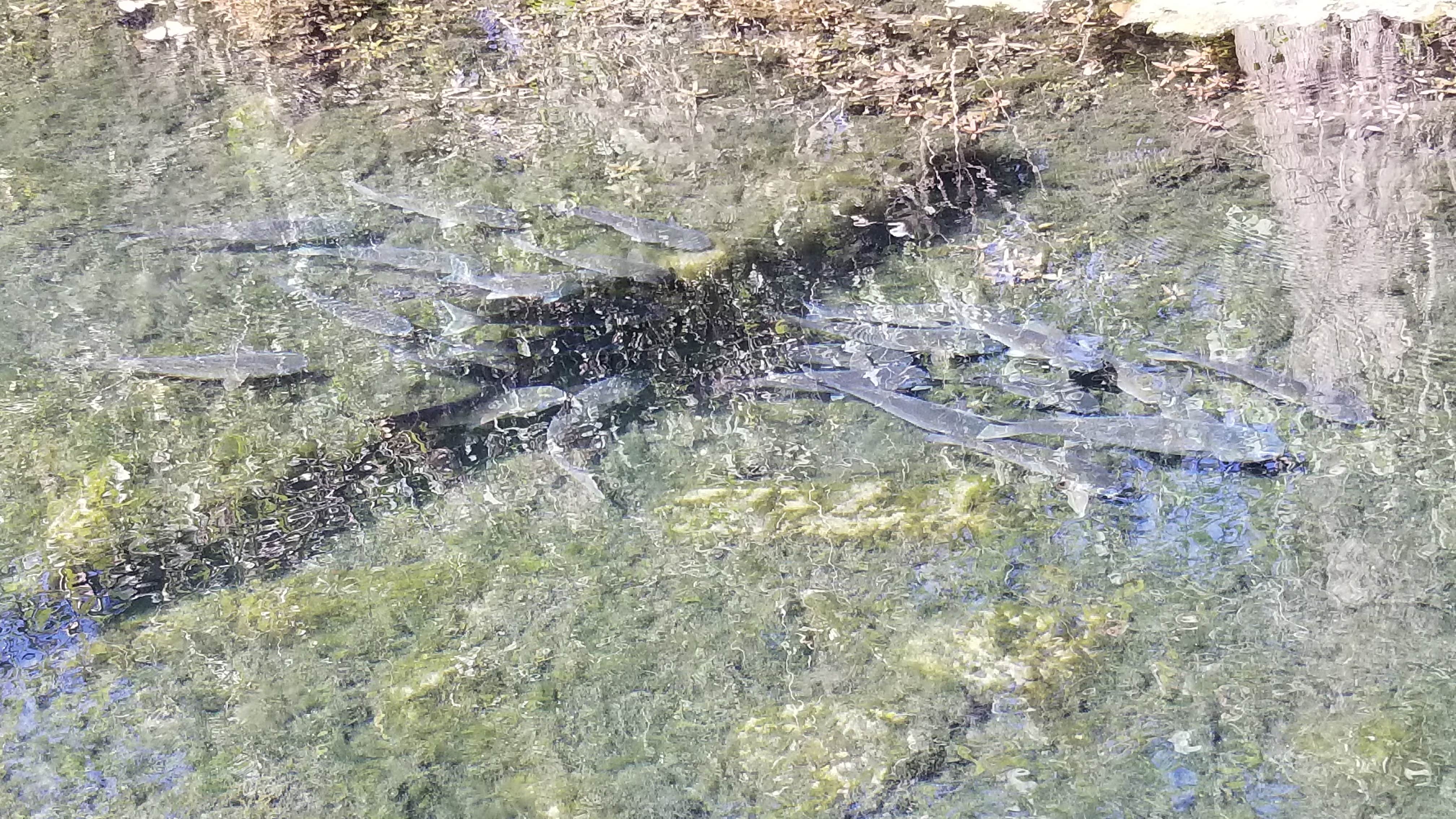 Camper-submitted photo at Fanning Springs State Park Campground near Trenton, FL