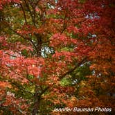 Review photo of Kumbrabow State Forest by Jennifer B., October 19, 2020