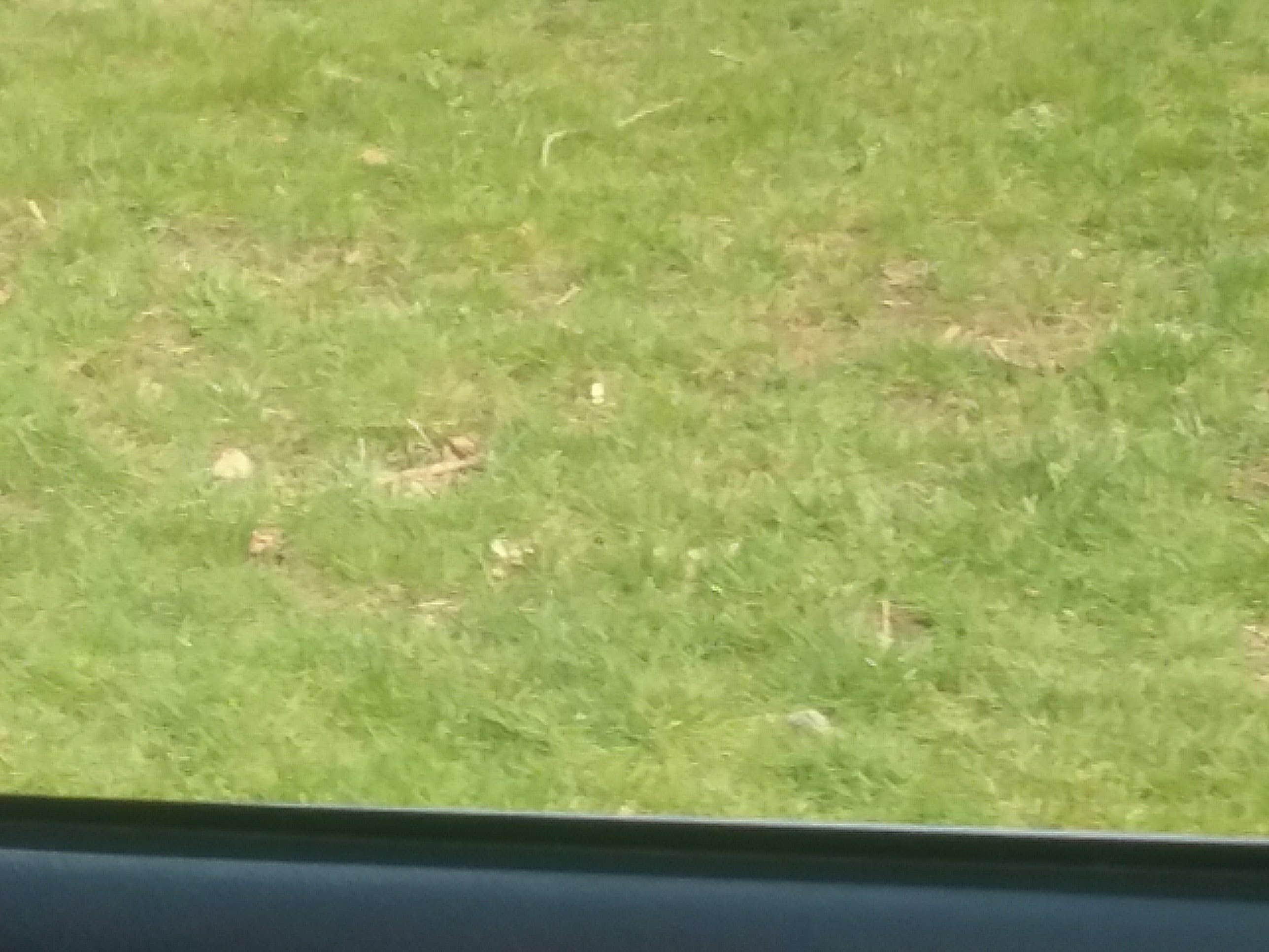 Camper-submitted photo at Lutheran Outdoor Ministries Center near Hampshire, IL