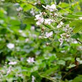 Review photo of Siuslaw National Forest Blackberry Campground by Jill T., October 20, 2020