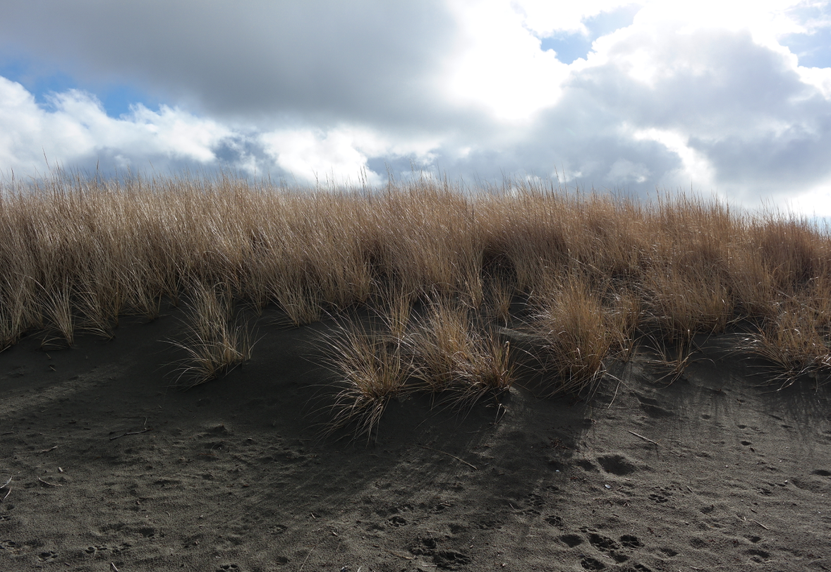Camper submitted image from Westport Recreation Park - 2