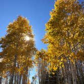 Review photo of Saddle Mountain (Kaibab NF) by Brittany K., October 20, 2020