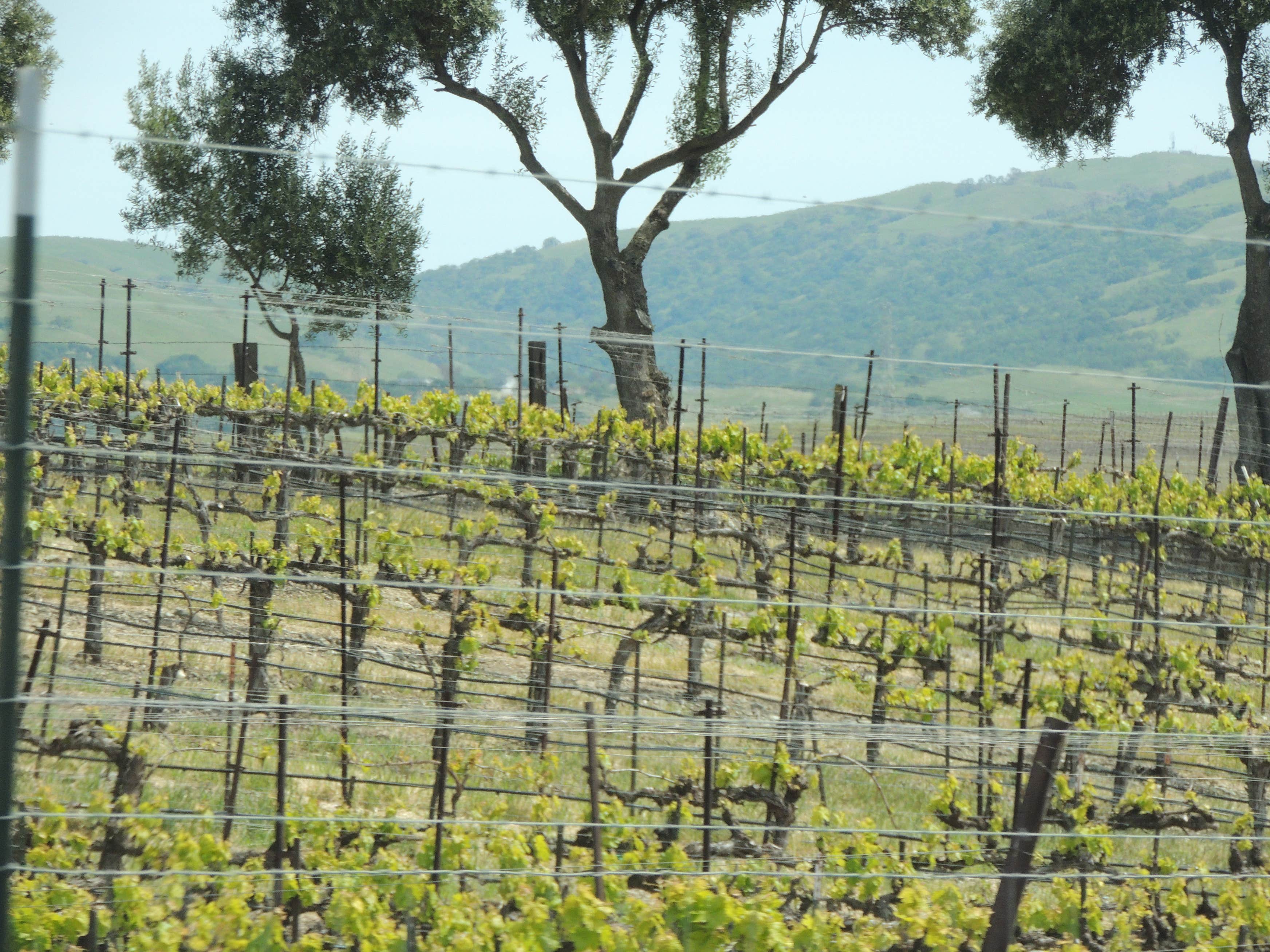 Del Valle Regional Park Camping The Dyrt