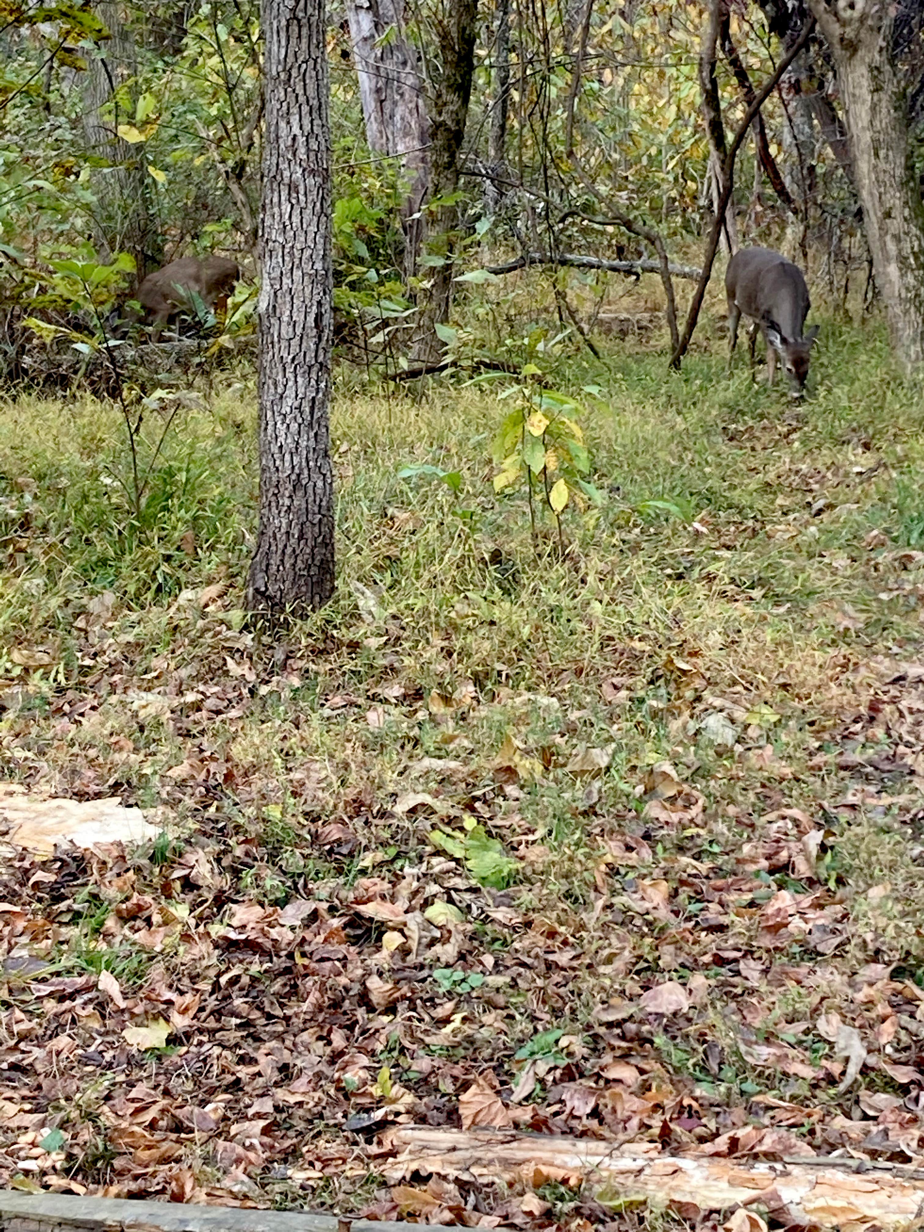 Camper-submitted photo at Sky Meadows State Park Campground near Winchester, VA