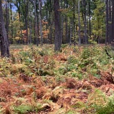 Review photo of Forestry Road Dispersed Campsite by Mark M., October 20, 2020