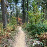 Review photo of Forestry Road Dispersed Campsite by Mark M., October 20, 2020