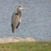 Review photo of Lake Camanche by Ed E., May 21, 2018