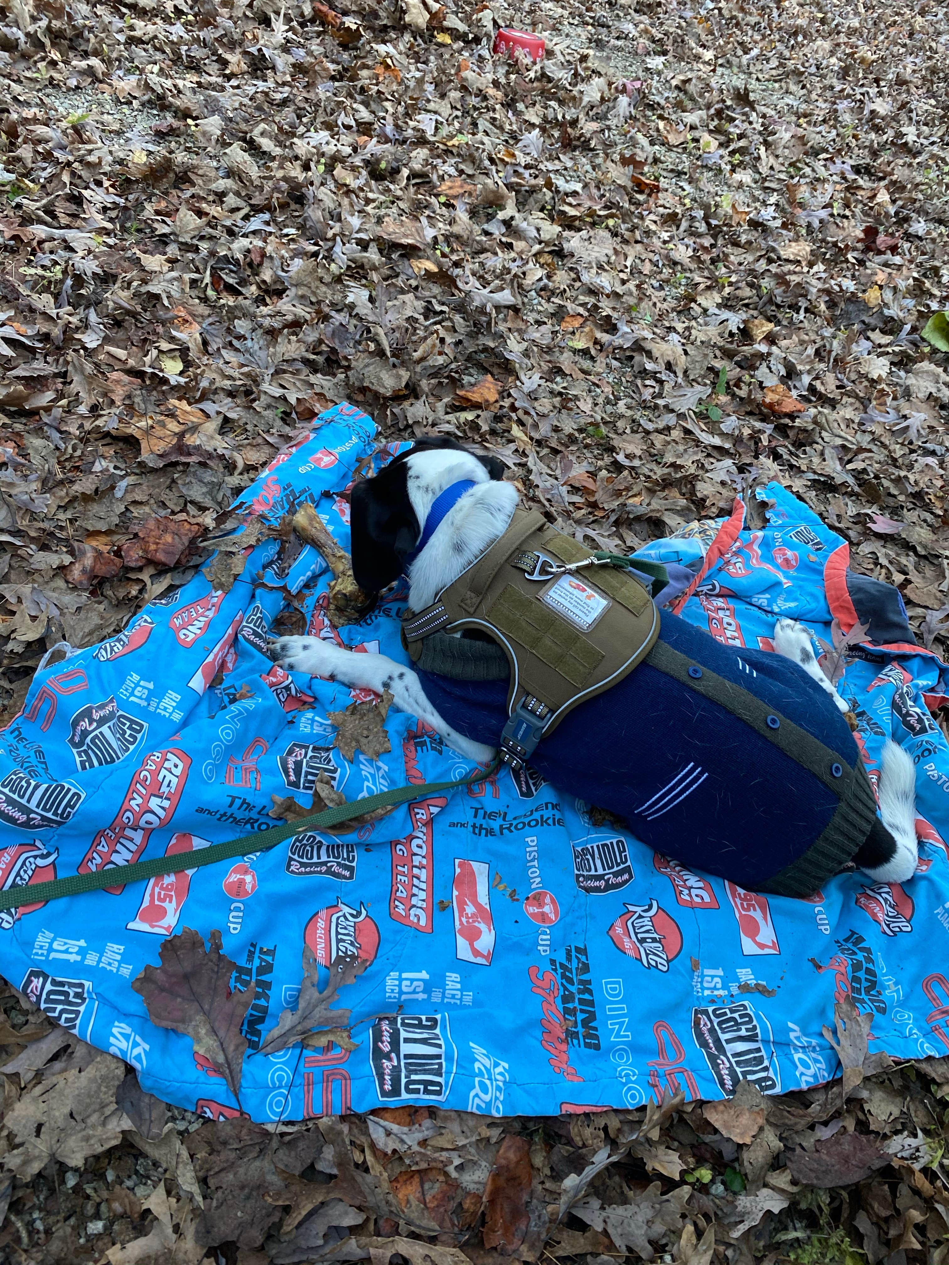 Camper-submitted photo at Hoosier National Forest North Face Loop Campground near Union Star, KY