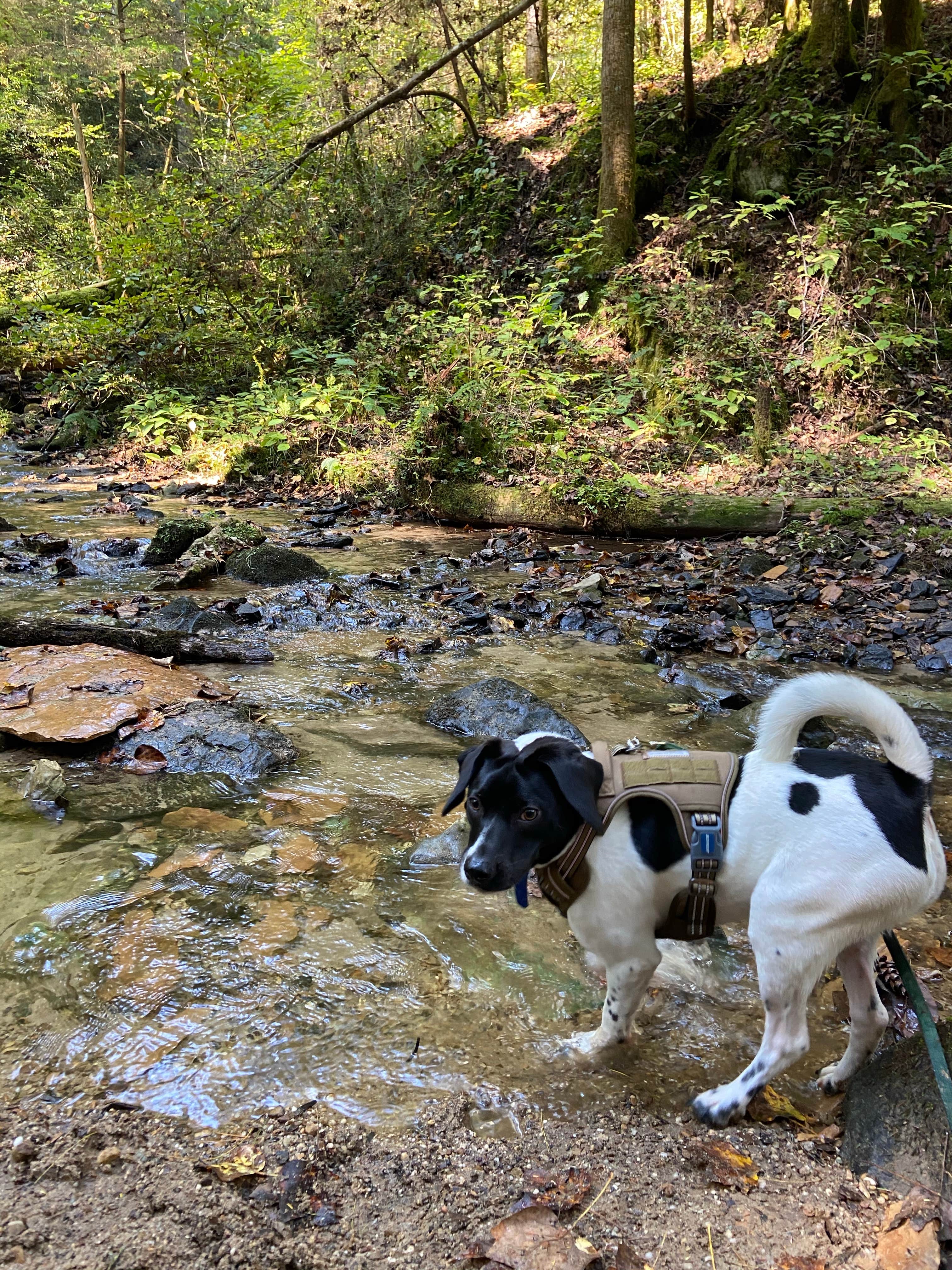 Rica Z.'s photo of camping with pets at Koomer Ridge Campground — Daniel Boone National Forest near Richmond, KY