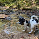 Review photo of Koomer Ridge Campground — Daniel Boone National Forest by Rica Z., October 20, 2020