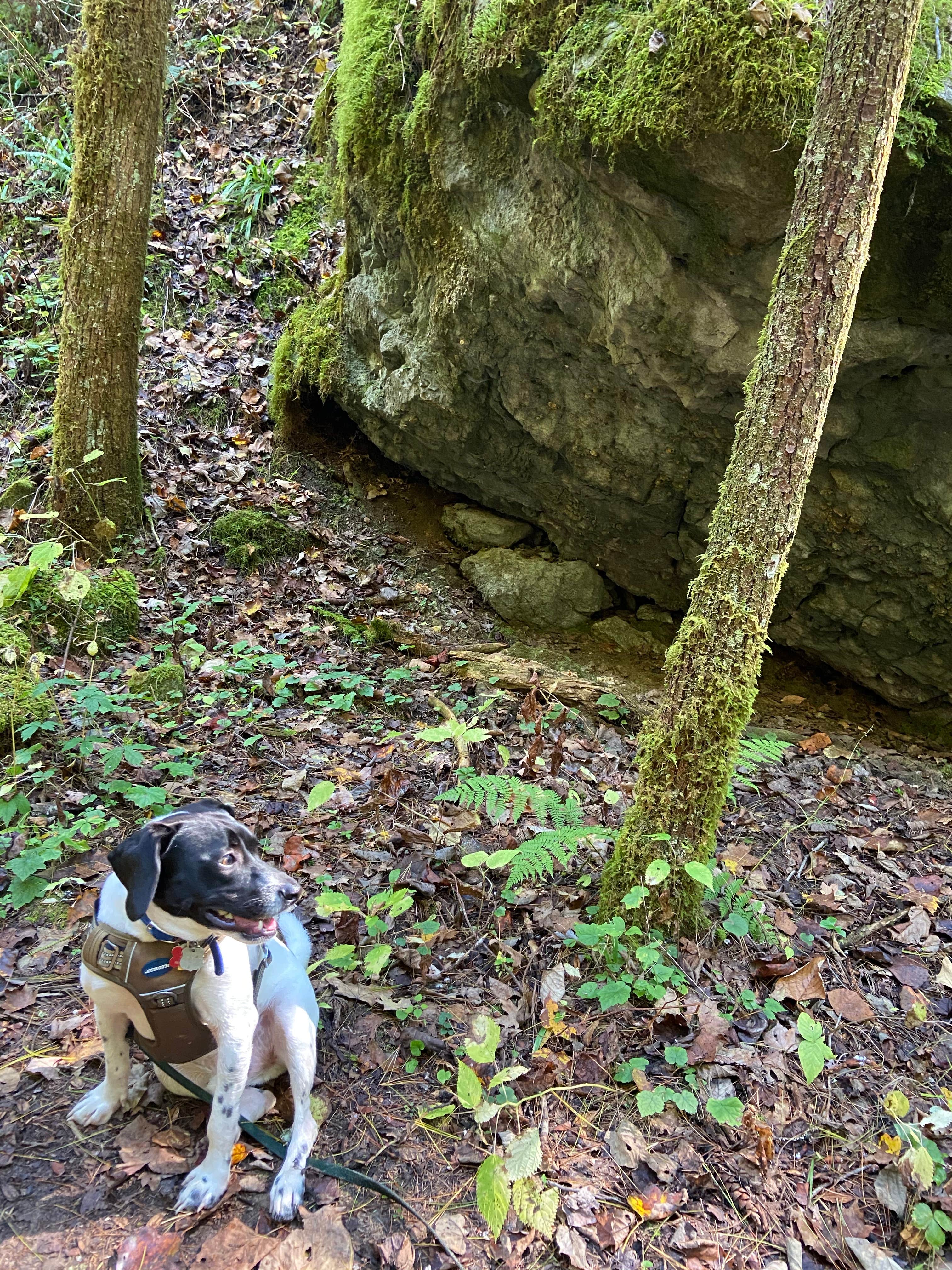 Rica Z.'s photo of camping with pets at Koomer Ridge Campground — Daniel Boone National Forest near Means, KY