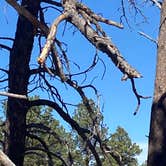 Review photo of Peregrine Pines FamCamp by RichMichelle M., October 21, 2020